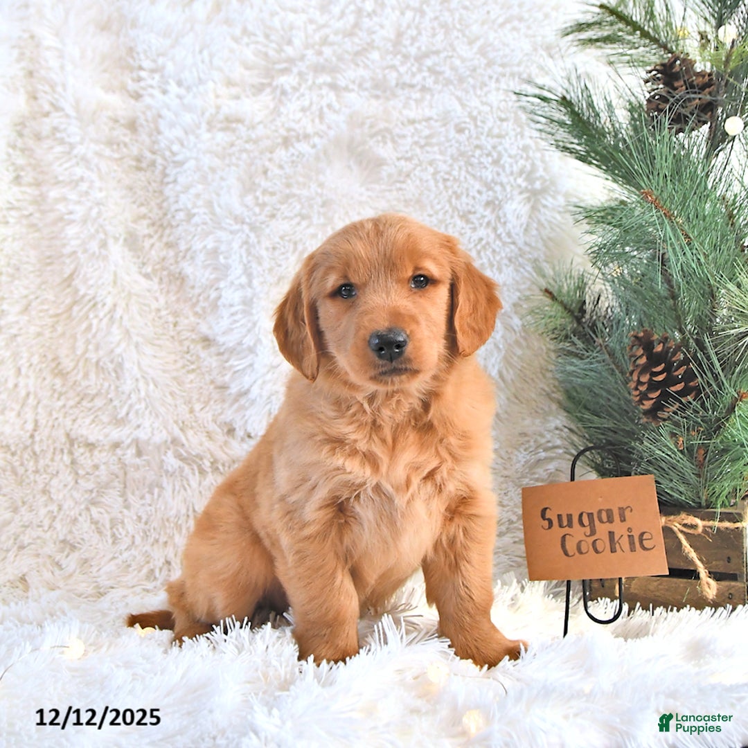 Golden Retriever dogs for sale: Sugar Cookie - Ad 3