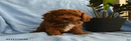 Cockapoo dogs for sale: Arthur - Ad 1