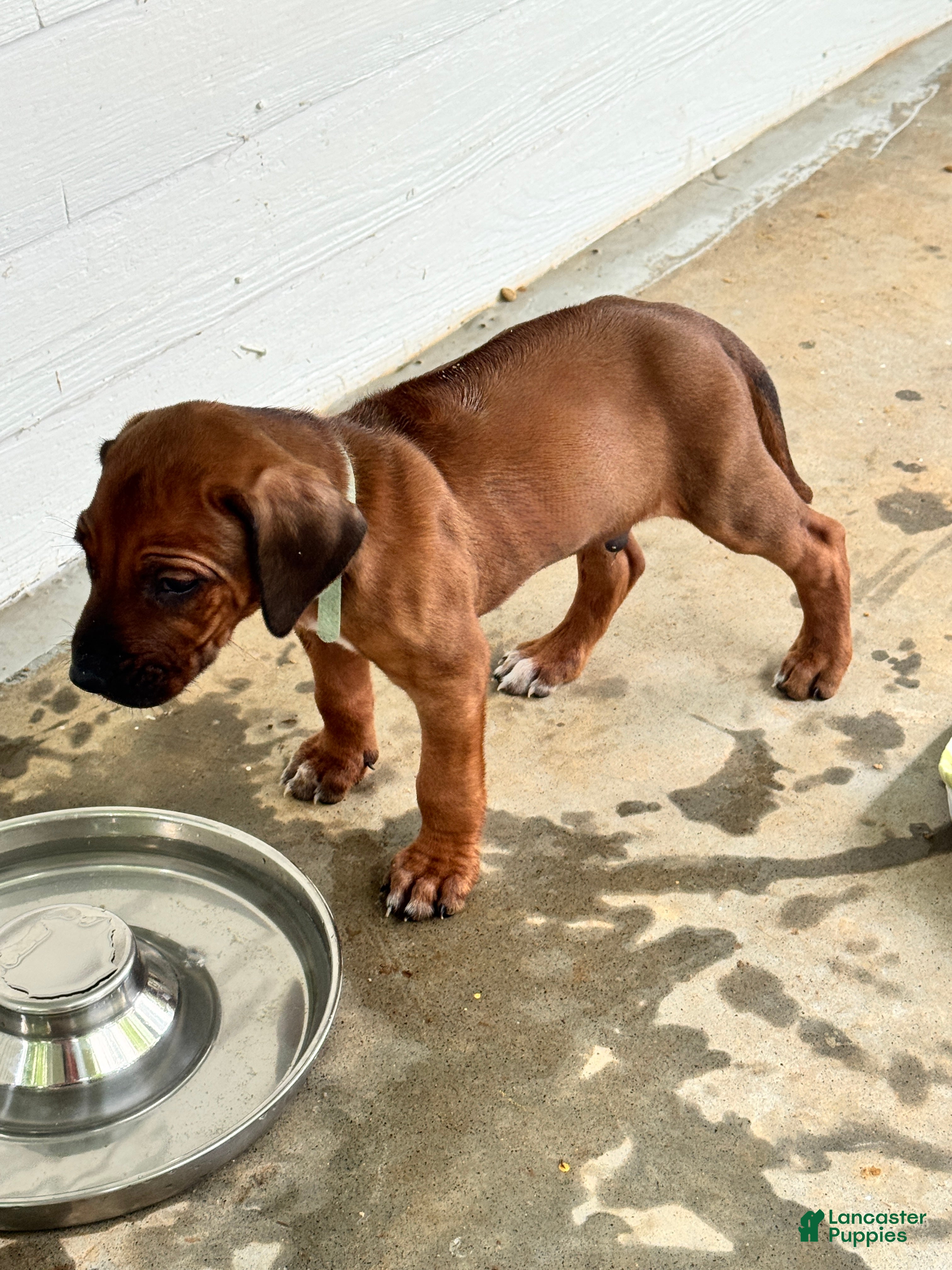 Rhodesian Ridgeback dogs Rhodesian Ridgeback -Whopper - Ad 2