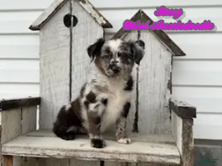 Mini Aussiedoodle dogs for sale: Sassy - Ad 1