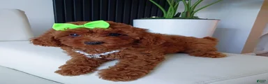 Mocha Red Toy Poodle 