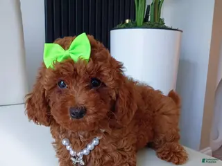 Toy Poodle dogs Mocha Red Toy Poodle - Ad 31