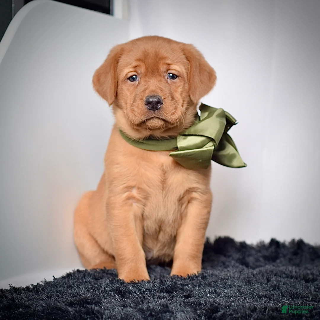 Labrador Retriever dogs for sale: Poppy - Ad 1