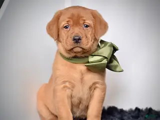 Labrador Retriever dogs for sale: Poppy - Ad 1