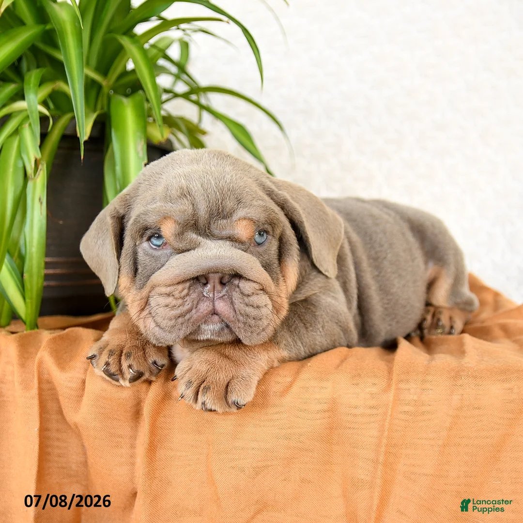 English Bulldog dogs for sale: Raymond - Ad 5