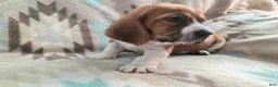 Basset Hound dogs for sale: Jimmy-red - Ad 4