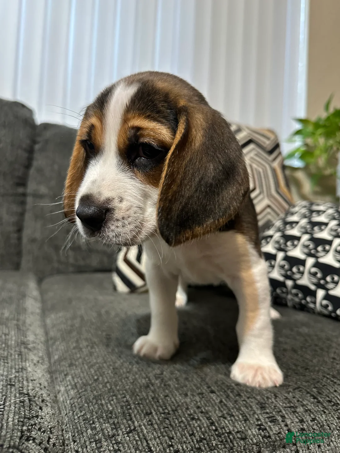 Beagle dogs for sale: Pinto - Ad 2