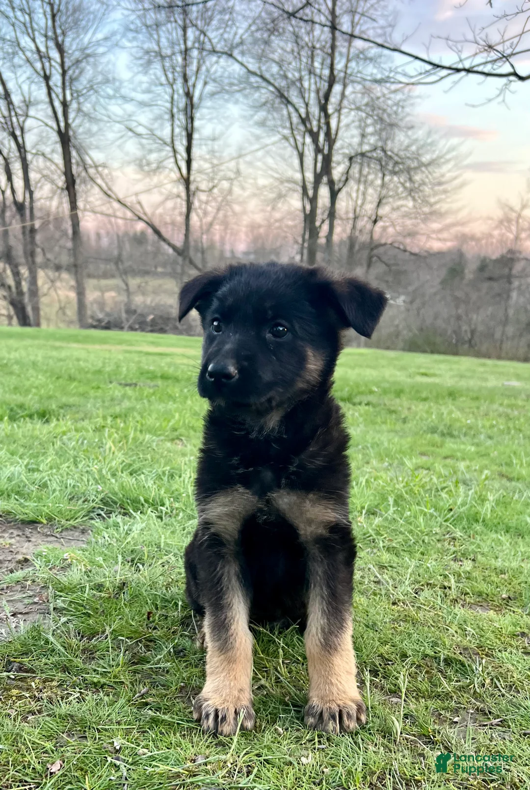 German Shepherd dogs for sale: Winnie - Ad 1