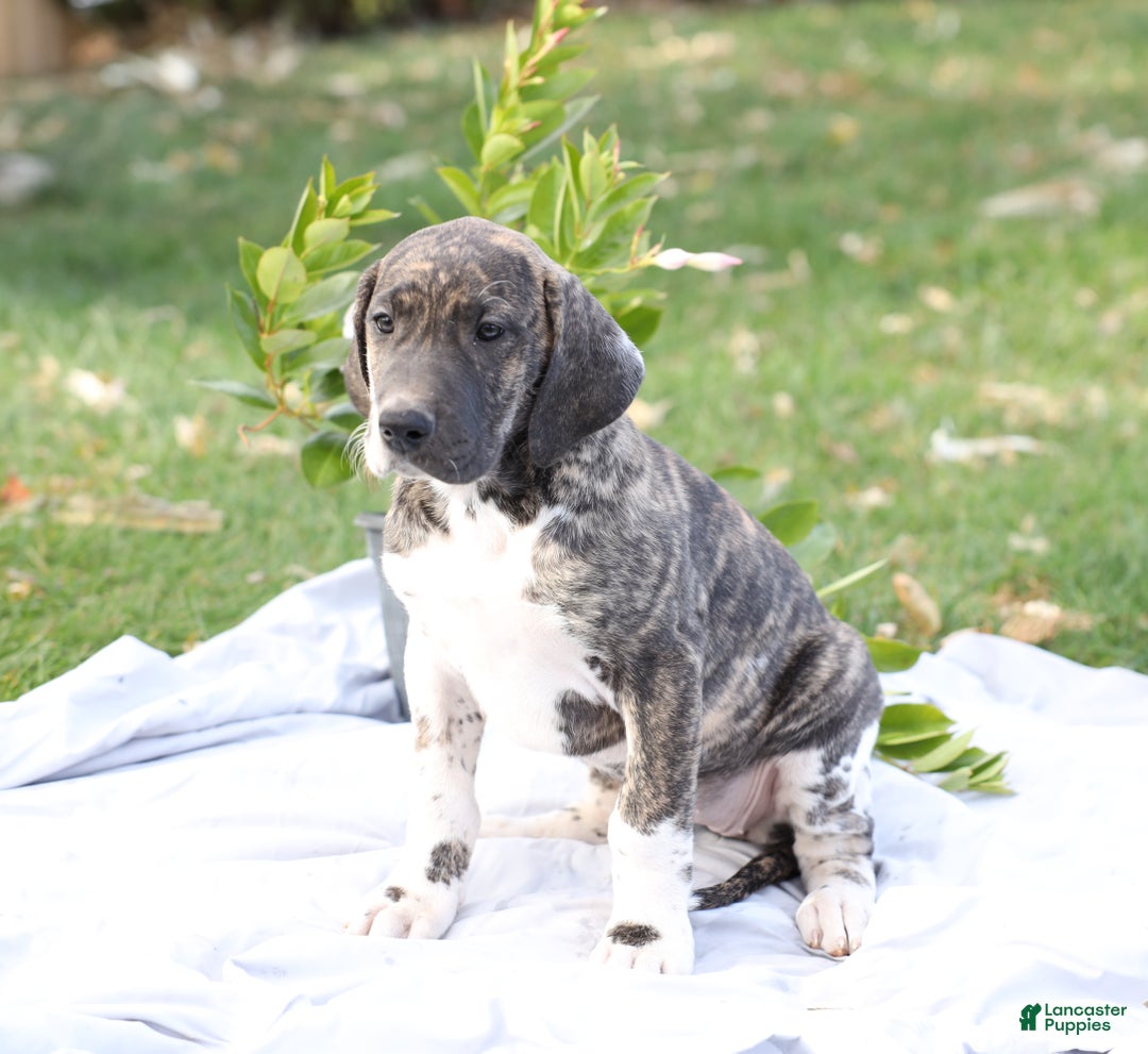 Great Dane dogs for sale: Bambi - Ad 6