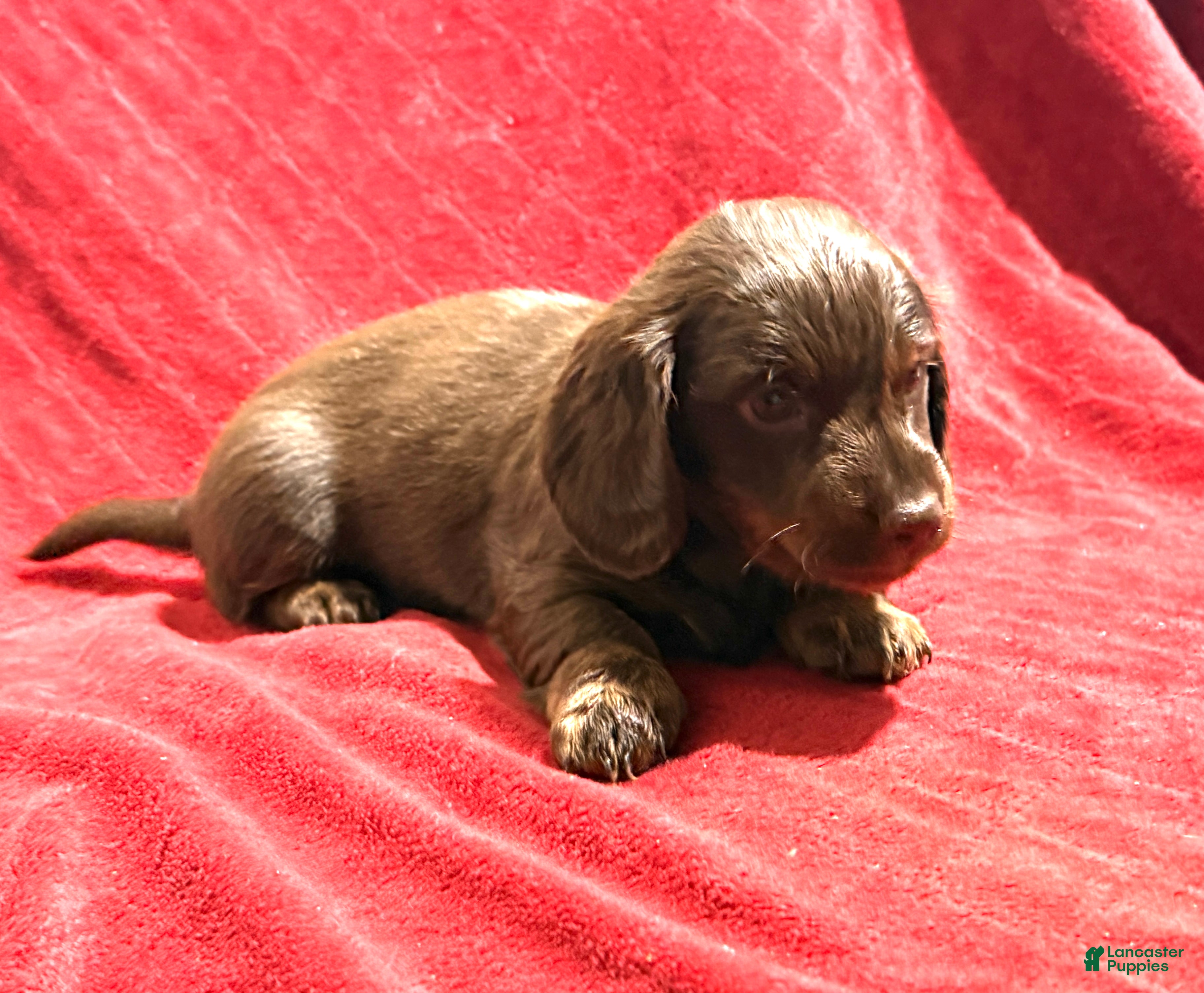 Miniature Dachshund dogs Miniature Dachshund Puppy 2 - Ad 36