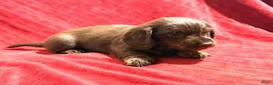 Miniature Dachshund Puppy 2