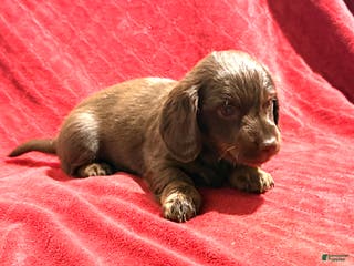 Miniature Dachshund dogs Miniature Dachshund Puppy 2 - Ad 36