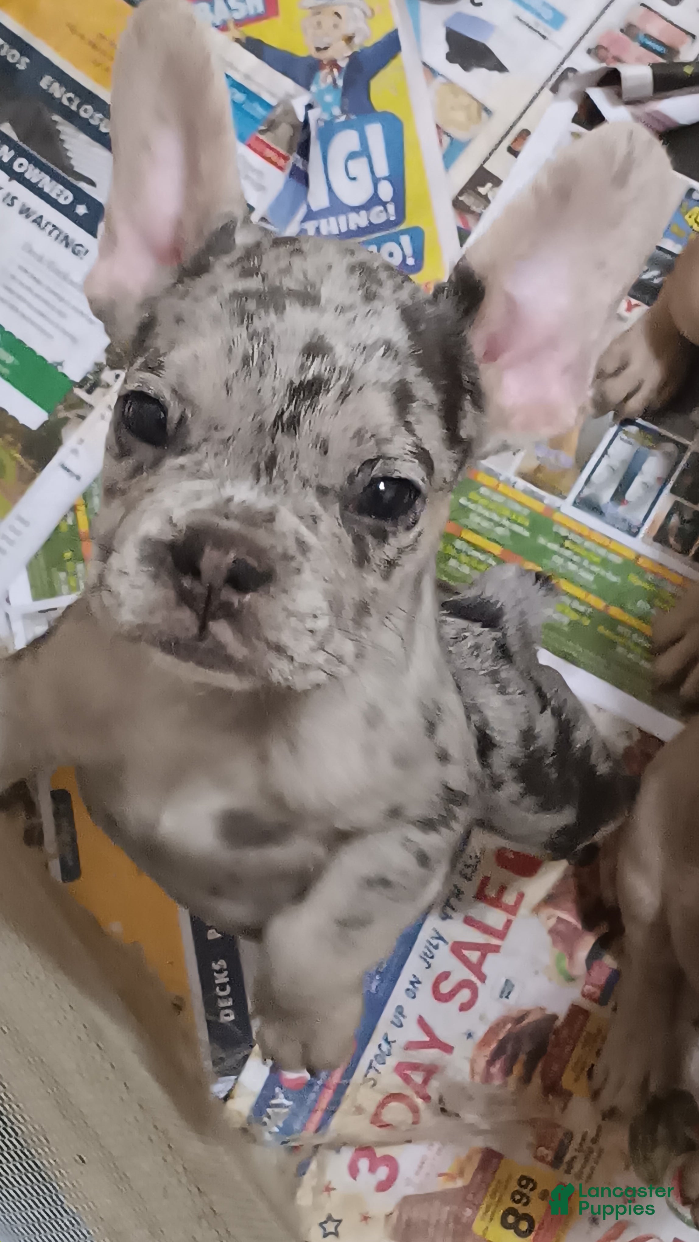 French Bulldog dogs Kason - Ad 2