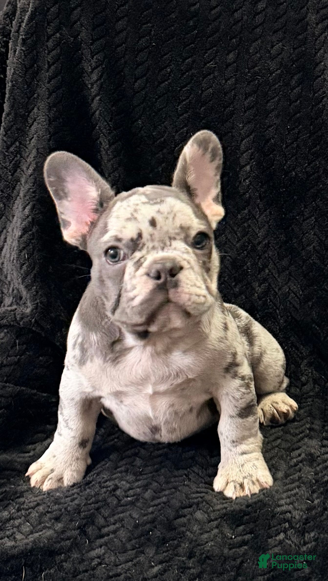 French Bulldog dogs for sale: Squints - Ad 2