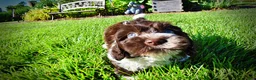 Havapoo dogs for sale: Bandit - Ad 20