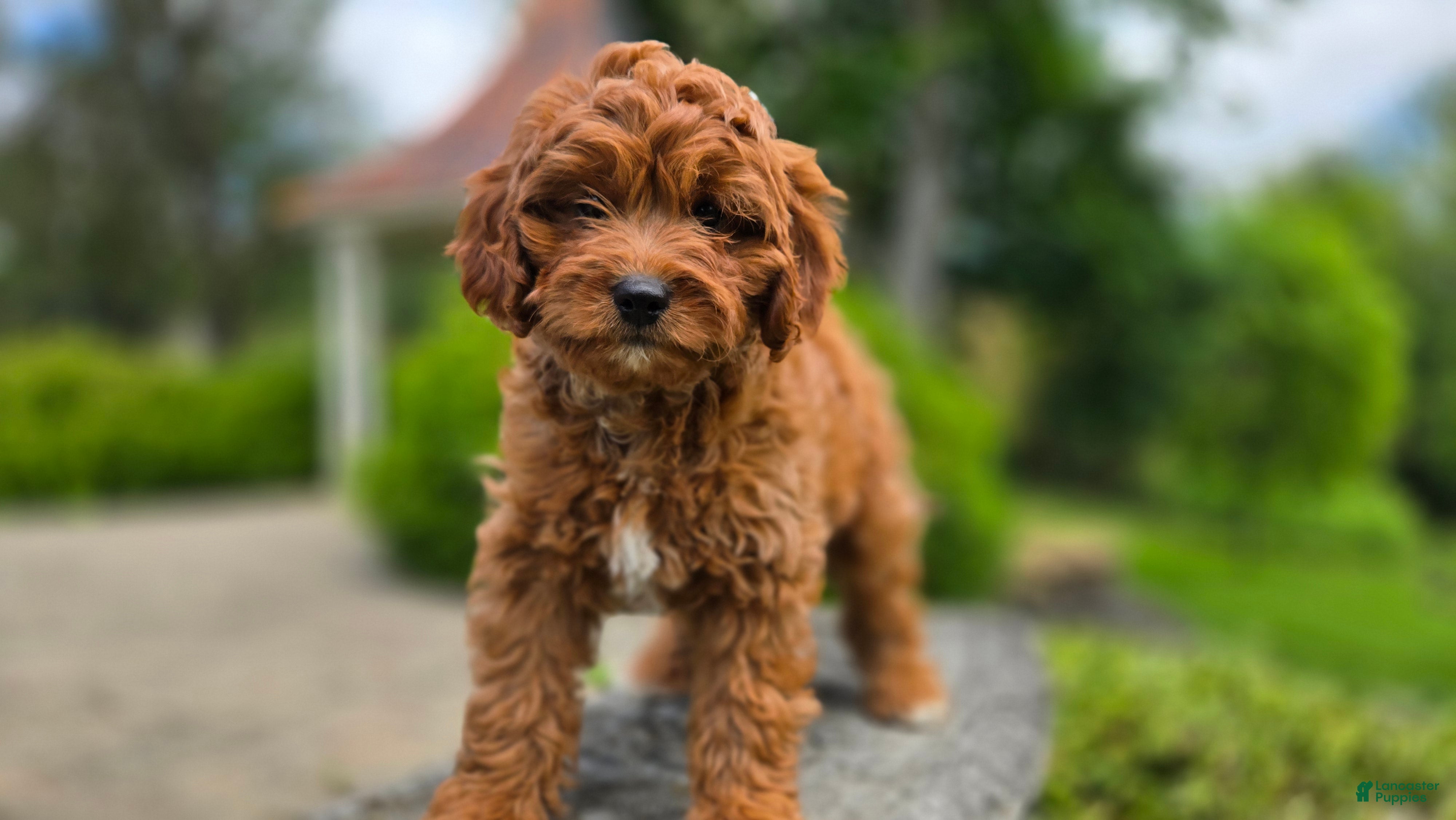 Cavapoo dogs Harvey - Ad 1
