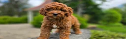 Cavapoo dogs for sale: Harvey - Ad 1