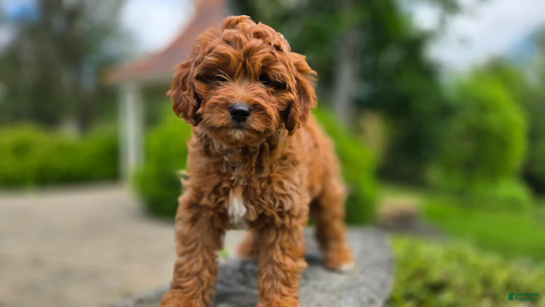 Cavapoo dogs for sale: Harvey - Ad 1