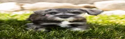 Miniature Schnauzer dogs for sale: Susie - Ad 3