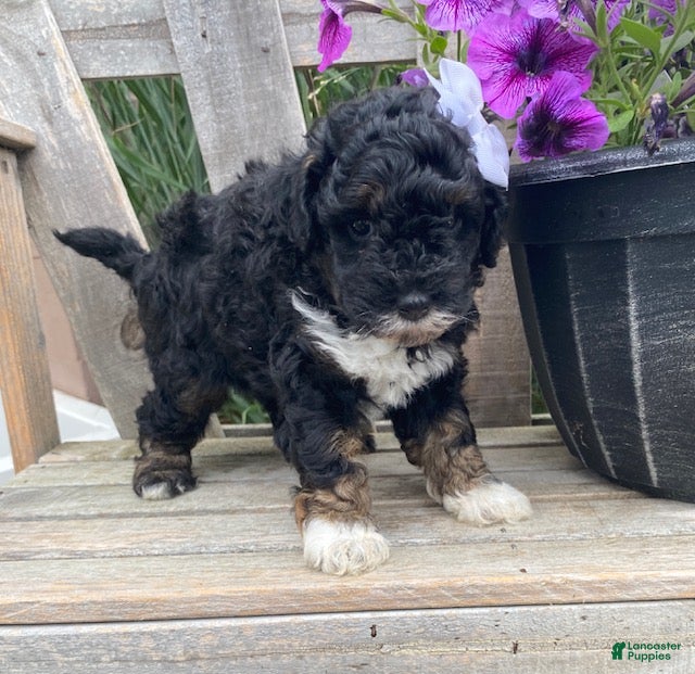 Cavapoo dogs Lucy - Ad 2