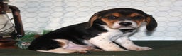 Beagle dogs for sale: Mocha - Ad 3