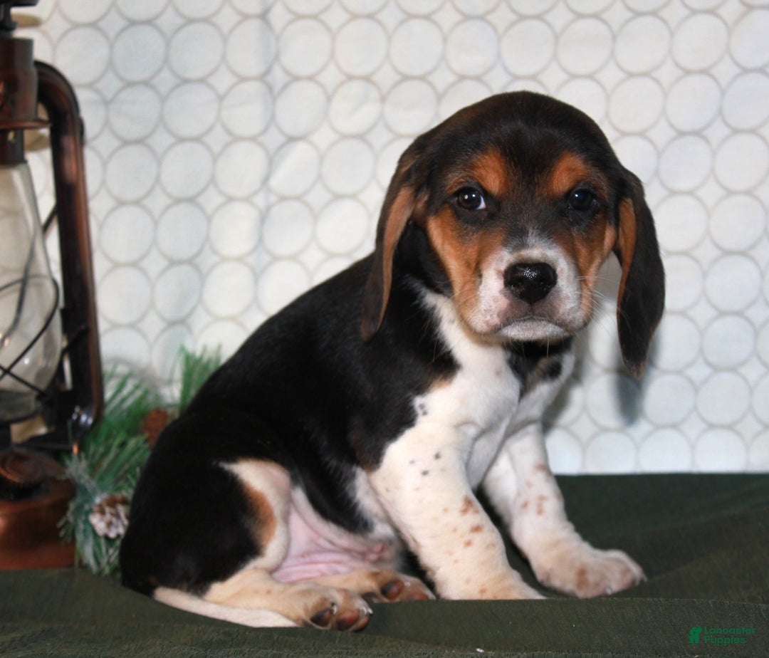 Beagle dogs for sale: Mocha - Ad 3