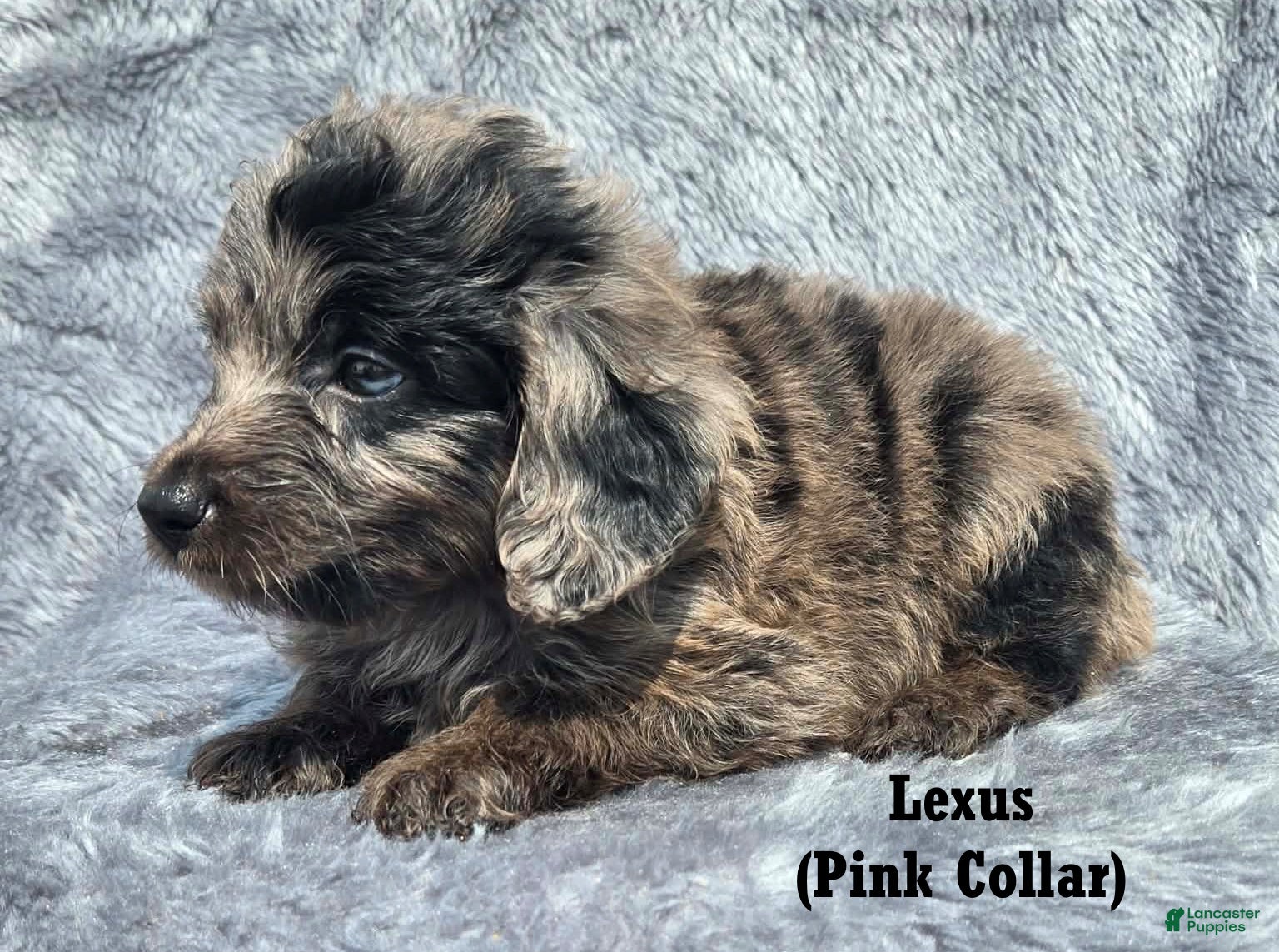 Mini Aussiedoodle dogs Lexus - Ad 2