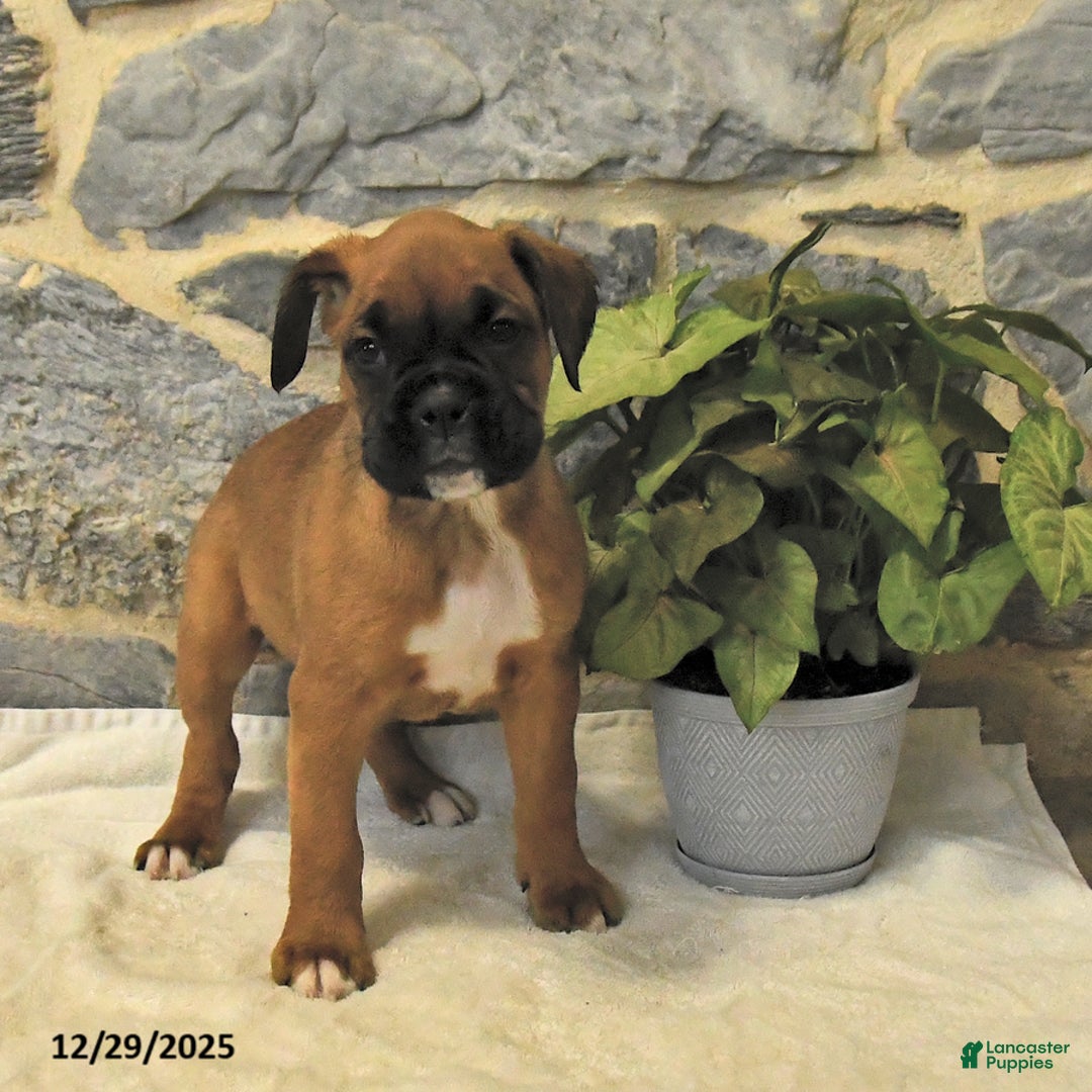 Boxer dogs for sale: Ceaser - Ad 2