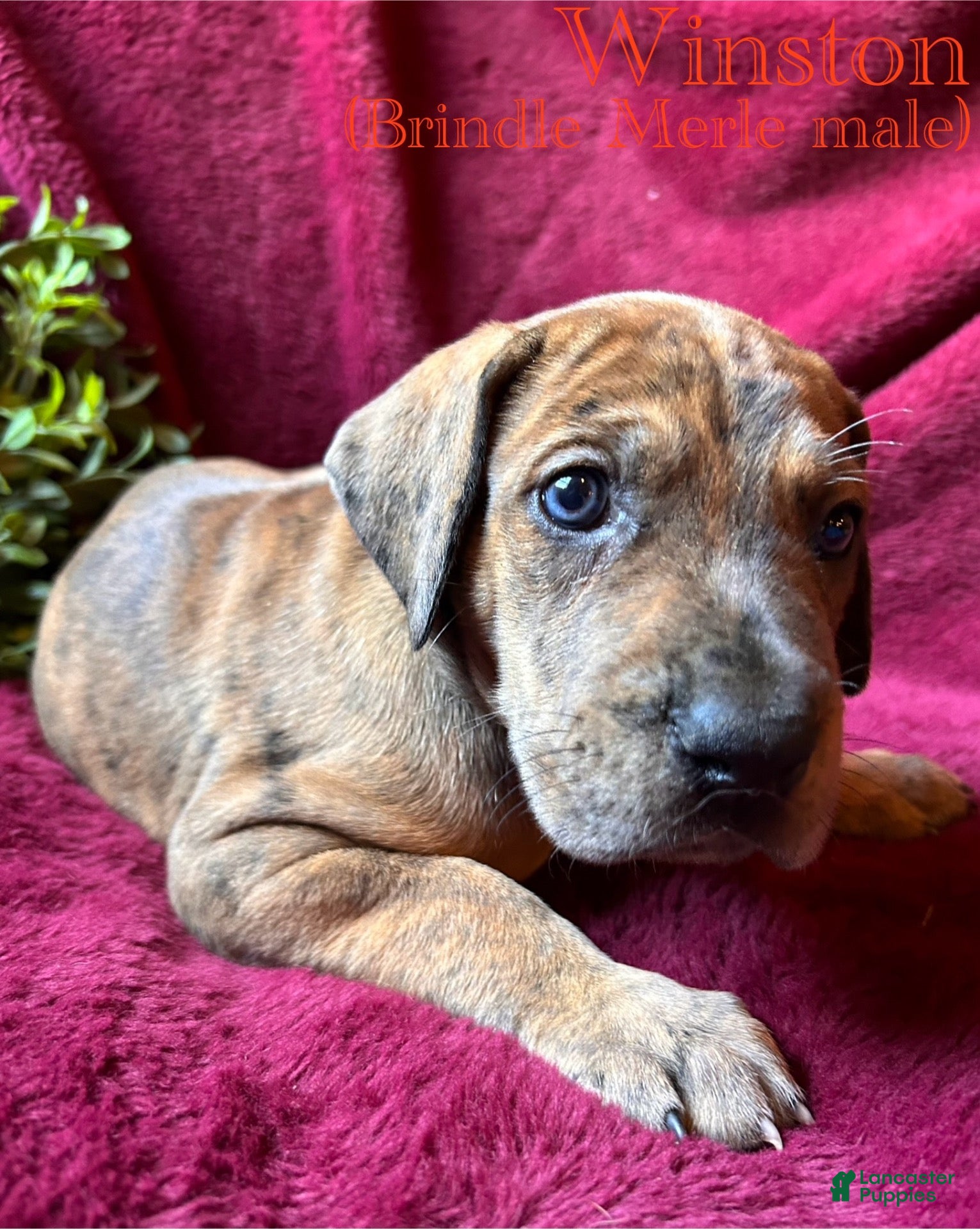 Great Dane dogs Winston - Ad 40