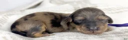 Miniature Dachshund dogs for sale: Chicken bake - Ad 6