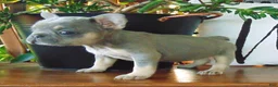French Bulldog dogs for sale: Milly - Ad 1