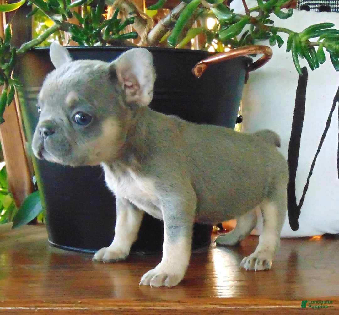 French Bulldog dogs for sale: Milly - Ad 1