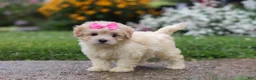 Mixed Breed dogs for sale: Brianna - Ad 2