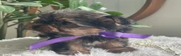 Yorkshire Terrier dogs for sale: Tucker - Ad 6