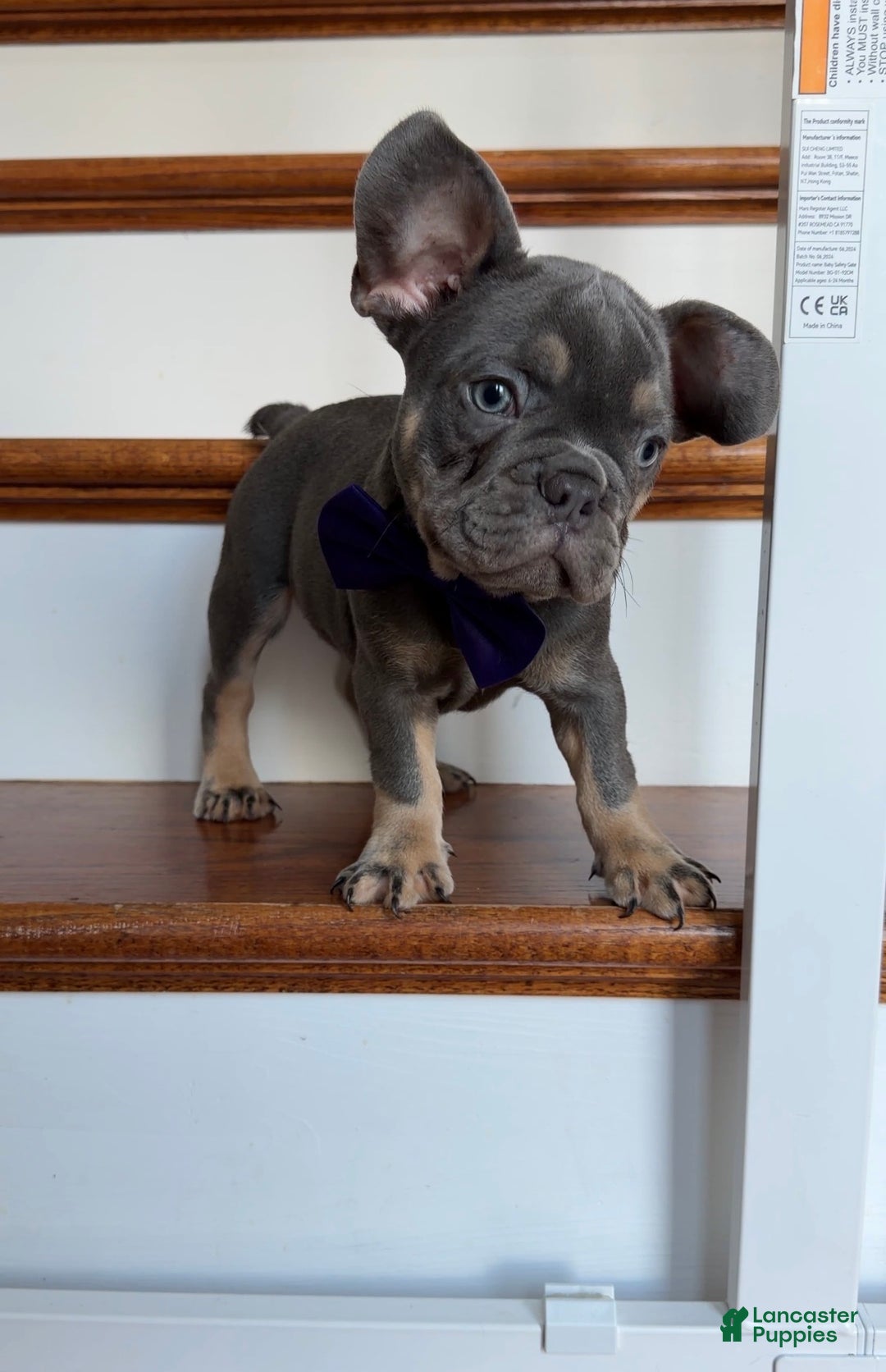 French Bulldog dogs for sale: Rex - Ad 2