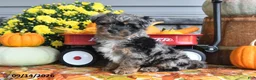 Yorkiepoo dogs for sale: Archie - Ad 4