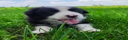 Border Collie dogs for sale: Eco - Ad 3
