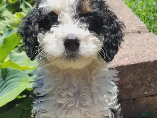Mini Bernedoodle dogs for sale: Skipper - Ad 2