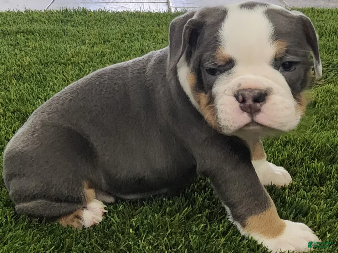 English Bulldog dogs for sale: Lila English Bulldog Puppy  - Ad 5