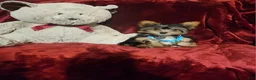 Yorkshire Terrier dogs for sale: *KNOX* - Ad 5