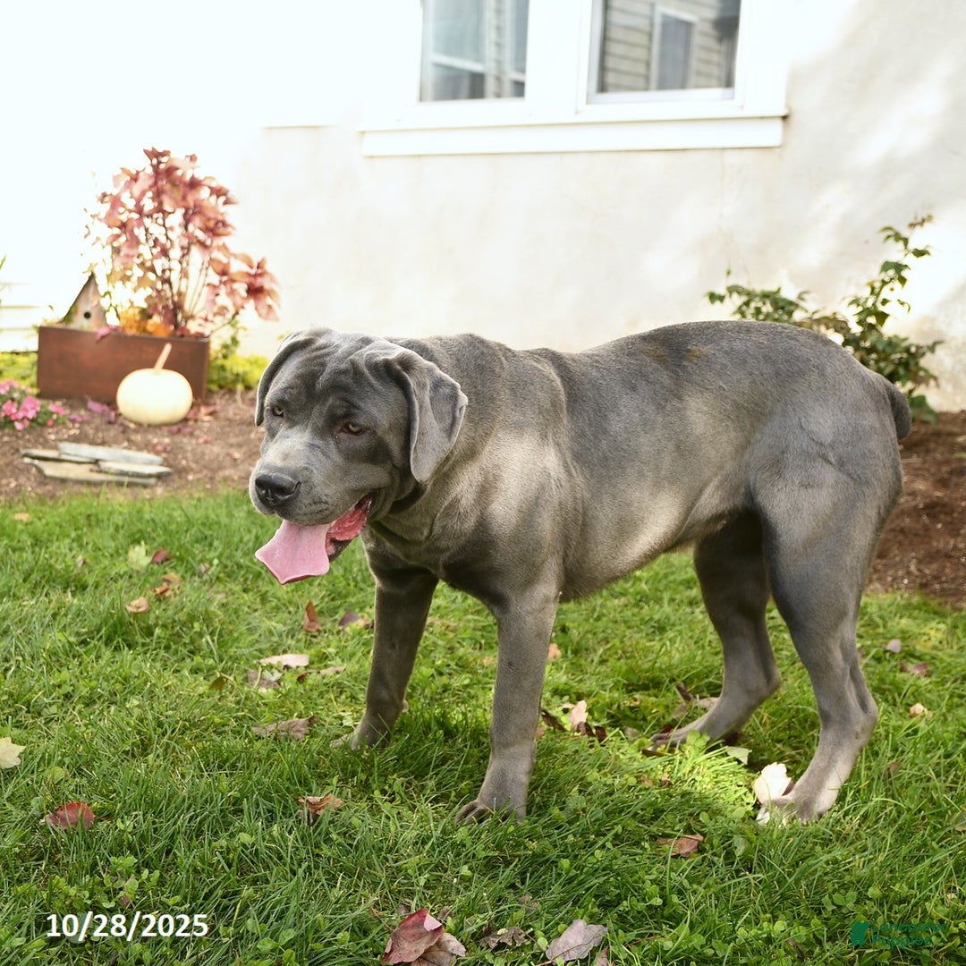 Cane Corso dogs for sale: Penny - Ad 3