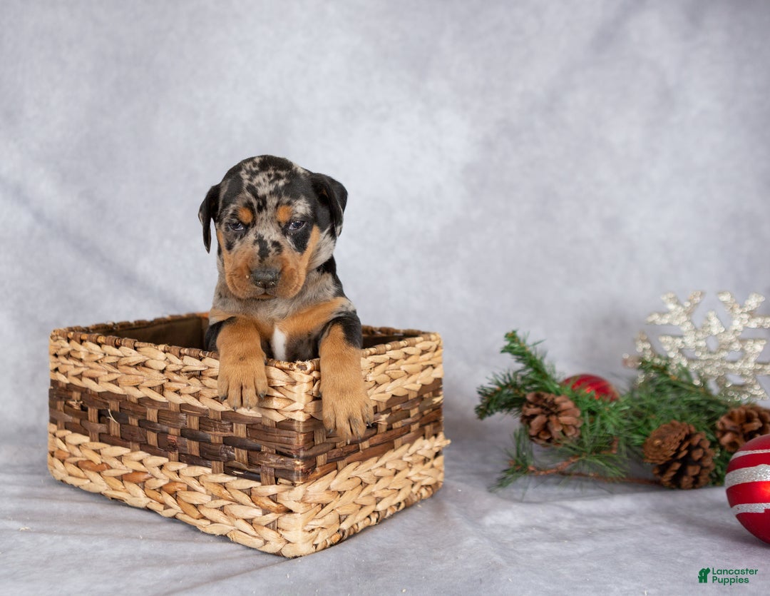 Mixed Breed dogs for sale: Merry - Ad 4