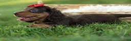 Miniature Dachshund dogs for sale: MURPHY - Ad 9