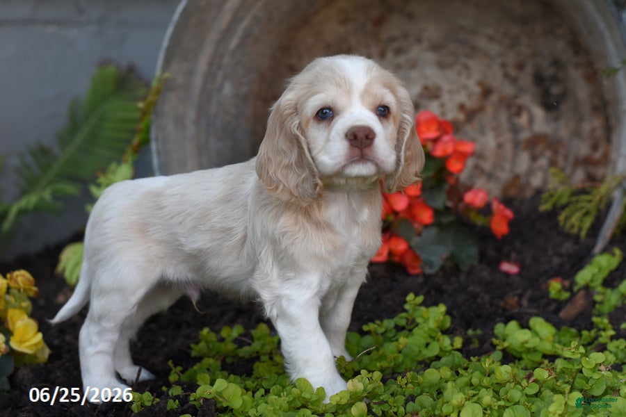 Cocker Spaniel dogs Jessie - Ad 2