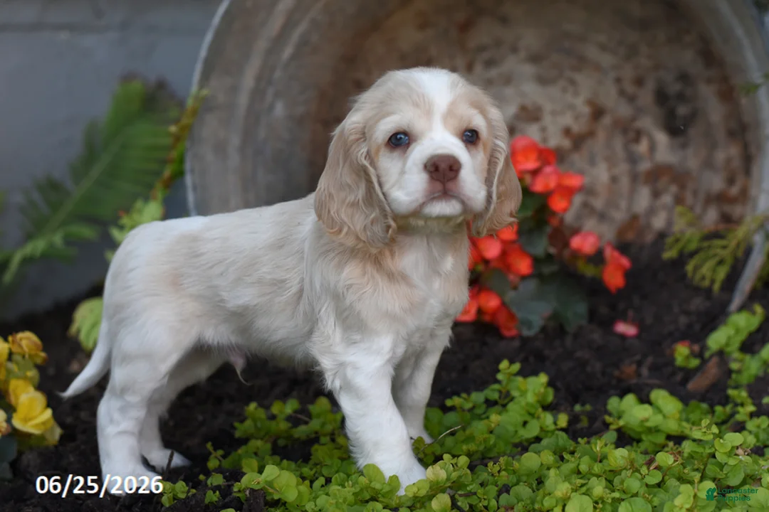 Cocker Spaniel dogs for sale: Jessie - Ad 2
