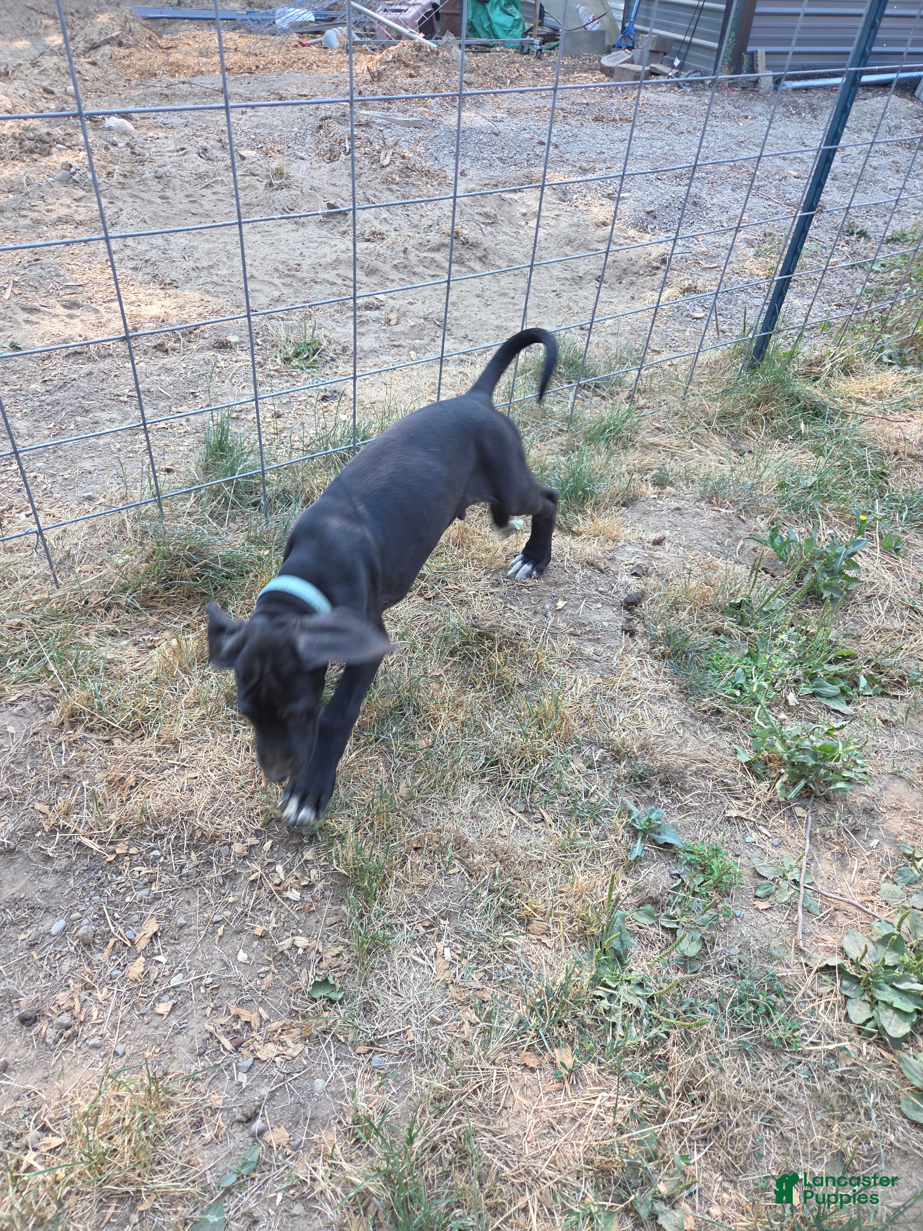 Great Dane dogs Great Dane 9 Bluish green collar - Ad 2