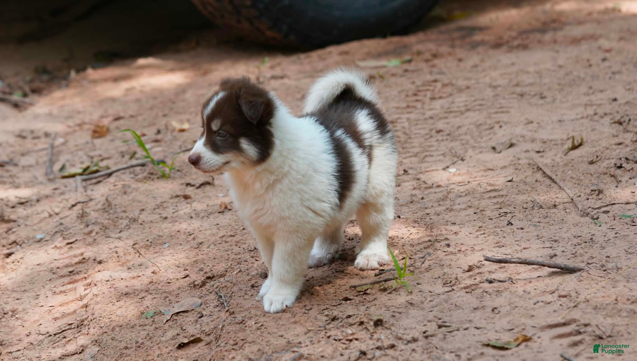 Mixed Breed dogs Mixed Breed 1 - Ad 38