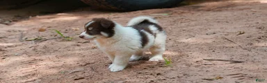 Mixed Breed 1
