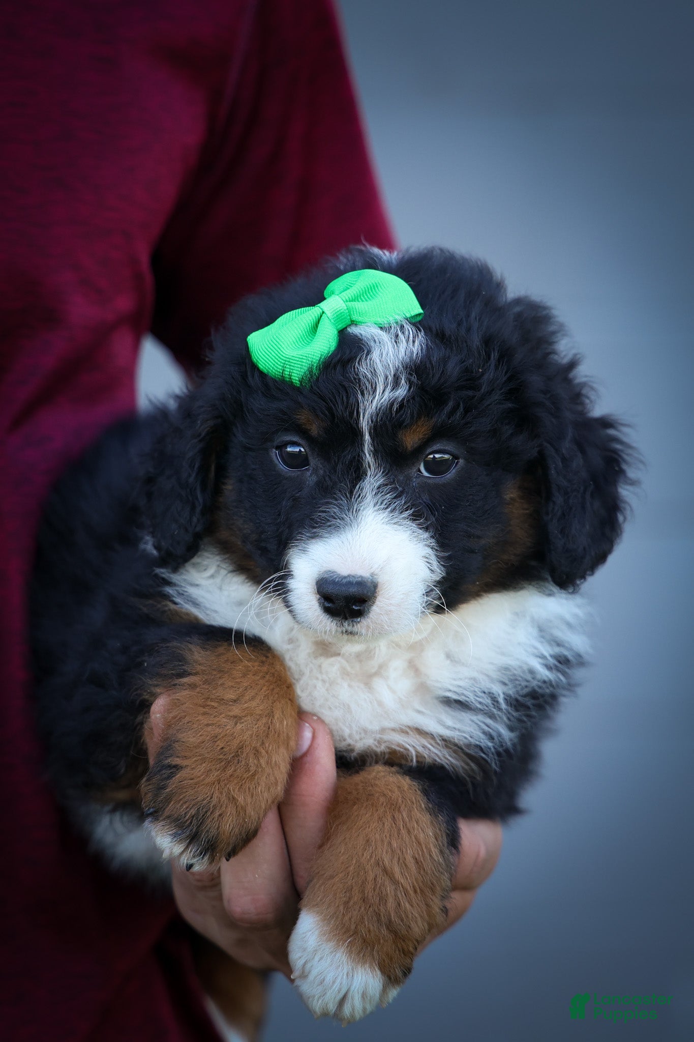 Mini Aussiedoodle dogs Landon💙 - Ad 2