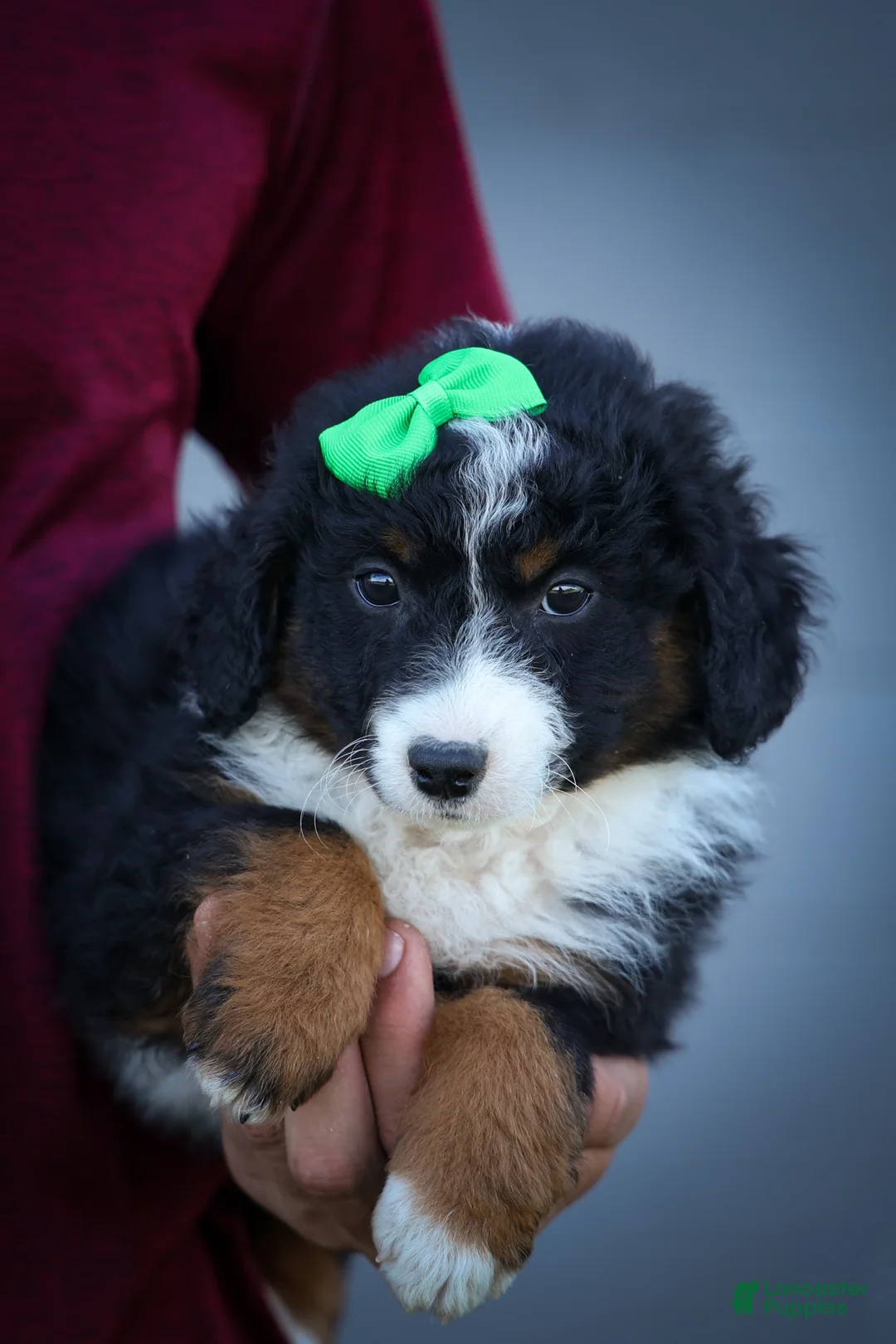 Mini Aussiedoodle dogs for sale: Landon💙 - Ad 2